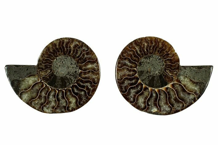 Cut & Polished, Agatized Ammonite Fossil - Madagascar #344088